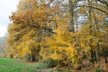 Fototapeta premium Forêt en automne