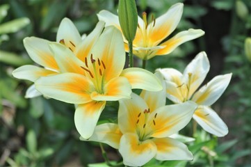 Yellow Lily Group 1