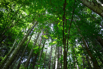 Beautiful green forest
