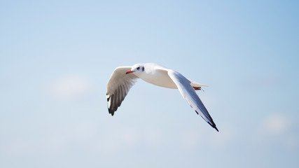 Seagull in blue sky clouds.
