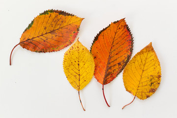 autumn leaves collection isolated flat lay on white background