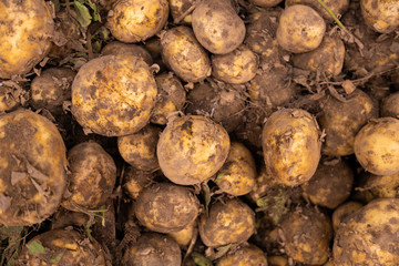 Numerous potatoes with shells top view. Round potatoes good for mash.