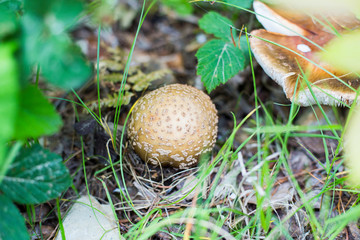 Autumn mushrooms view.