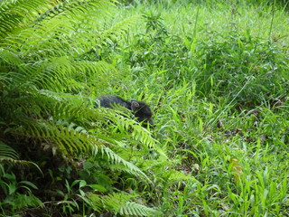 cochon sauvage hawaien