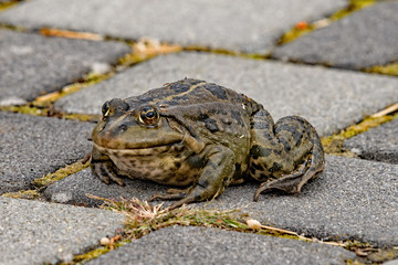 Frog sitting on the street and watching