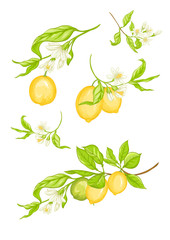 Obraz premium Lemon tree branch with yellow, green lemons, flowers and leaves. Element for design. Vector illustration. Isolated on white background..