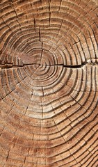 Naklejka premium Old tree texture, Natural wood background