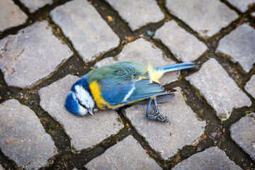 Mortally crashed titmouse on a street