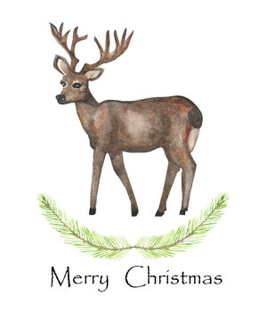 Watercolor hand painted nature winter holiday celebration composition with wild animal brown deer with horns, green fir branches plants and merry christmas text isolated on the white background