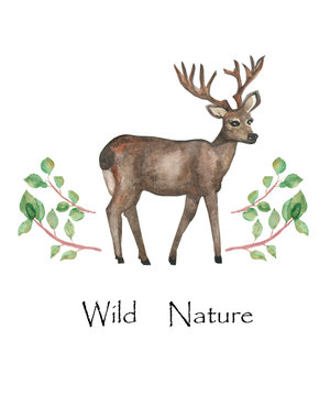 Watercolor hand painted nature composition with wild animal brown deer with horns and green branches isolated on the white background with text, trendy illustration for eco design