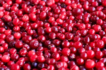 Ripe fresh cranberries as natural, food, berries background