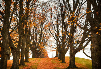 Fototapeta premium Trees with fallen leaves in the autumn garden