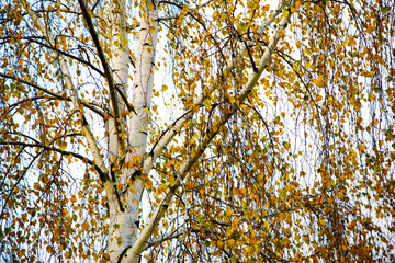 Birch in yellow autumn.