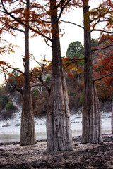 Fototapeta premium Three large cypress trees stand on the background of the mountain