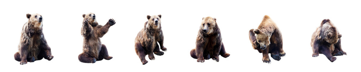 Set of bear over white background