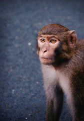 Monkey watching close up