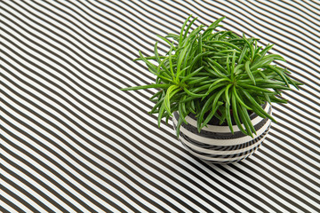 Green decorative plant in the striped pot over the black and white stripes background.