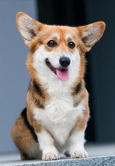 dog looks, welsh corgi breed