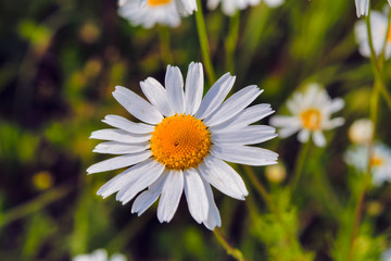 Daisy flower on a blurred background of grass in the meadow.