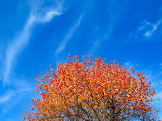 Red and orange golden leaves on a tree with blue sky in the background as a beautiful frame wallpaper of season changes during autumn