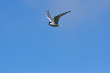 Bird in flight