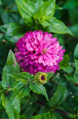 Fototapeta premium The unblown flower of lilac zinnia on the background of a large flower.