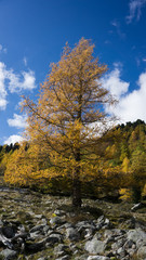 Baum mit gelben Blättern im Herbst 