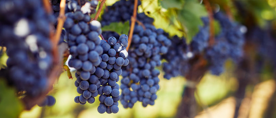 Rij wijngaarden met blauwe druiven in de herfstdag