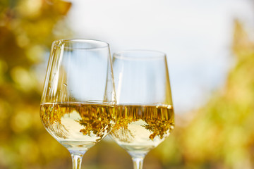 Two glasses full of white wine in autumn day
