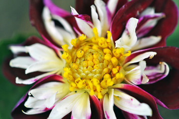 closeup of a dahlia