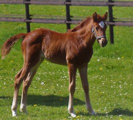 Obraz premium Foal in the meadow