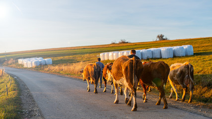Rolnictwo- tło - polska wieś - krowy