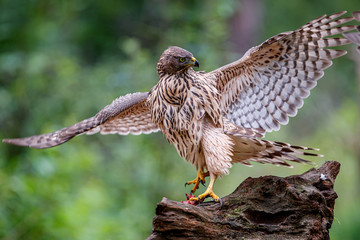 Northern goshawk juvenile in the forest in the south of the Netherlands