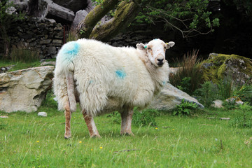 Obraz premium sheep and lamb