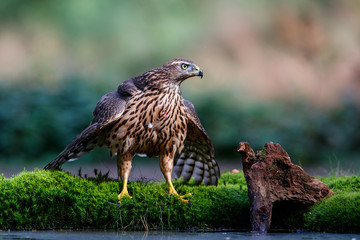 Northern goshawk juvenile in the forest in the south of the Netherlands