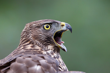Northern goshawk juvenile in the forest in the south of the Netherlands