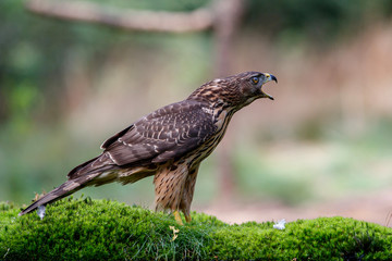 Northern goshawk juvenile in the forest in the south of the Netherlands