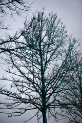 colored trees from advertising light