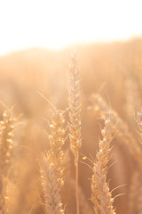 Obraz premium Several tall wheat ears that stretch out to the sky under the backlight, hot summer evening.