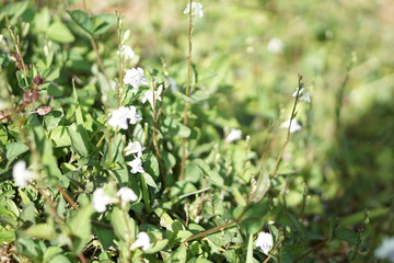 ืnetur flower and hill