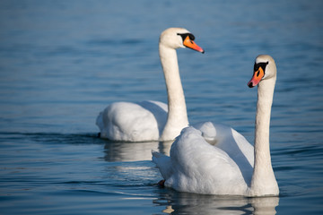 Fototapeta na wymiar Beautiful elegant white swans swimming in the blue waters of Danube river in Belgrade, Serbia