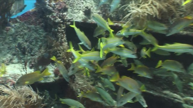 angel fish and yellowtail snappers underwater at Key Largo