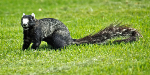 Southern Fox Squirrel