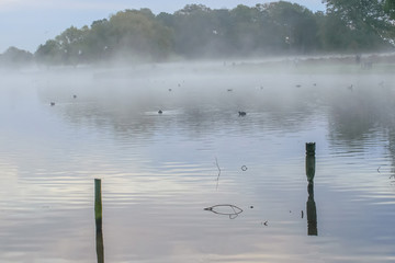 Early morning on a misty Bushy Park lake
