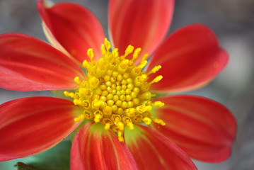 Fototapeta premium Orange and yellow dahlia closeup