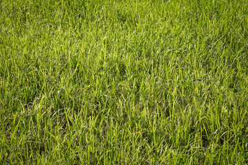 green grass in the backlight, background for design
