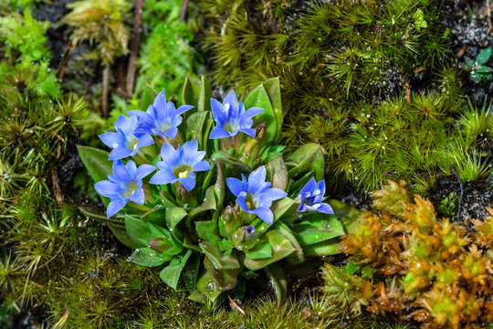 Hoss Bilder – Durchsuchen 1,966 Archivfotos, Vektorgrafiken und Videos ...