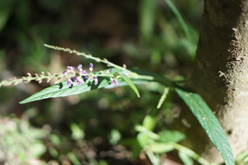 ืnetur flower and hill