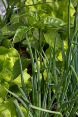onions, peppers, lettuce grow together in a greenhouse