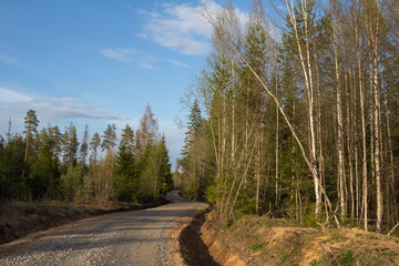 winding forest road lit by the evening sun
